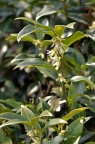 羽脉野扇花 / 双蕊野扇花 Sarcococca hookeriana ( var. digyna )