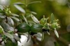 黄杨 / 瓜子黄杨 Buxus sinica