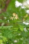 酸豆 Tamarindus indica