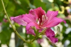 红花羊蹄甲 / 洋紫荆 Bauhinia × blakeana