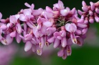 紫荆 Cercis chinensis