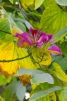 洋紫荆 Bauhinia variegata
