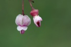 紫叶加拿大紫荆 Cercis canadensis 'Forest Pansy'