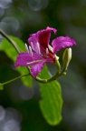 红花羊蹄甲 / 洋紫荆 Bauhinia × blakeana