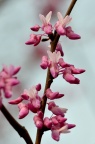 黄山紫荆 Cercis chingii