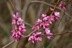 黄山紫荆 Cercis chingii