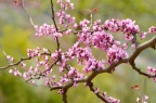 紫叶加拿大紫荆 Cercis canadensis 'Forest Pansy'