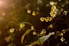 蜡梅 Chimonanthus praecox 品种