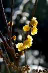 蜡梅 Chimonanthus praecox