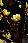 蜡梅 Chimonanthus praecox