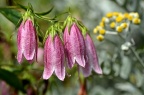 紫斑风铃草 Campanula punctata