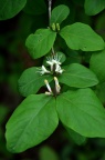疑似 苦糖果 Lonicera fragrantissima subsp. standishii，求确认