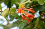 '德普尔绯红' 布朗忍冬 Lonicera × brownii 'Dropmore Scarlet'