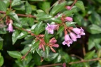 大花糯米条 品种，疑似 Abelia × grandiflora 'Sherwood'