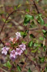 六道木 Abelia biflora（待定）