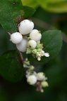 '白篱' 杜勒布毛核木 Symphoricarpos × doorenbosii 'White Hedge'
