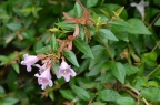 大花糯米条 / 大花六道木 Abelia × grandiflora