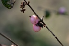 杜勒布毛核木 Symphoricarpos × doorenbosii