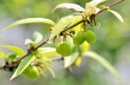 苦糖果 Lonicera fragrantissima var. lancifolia，果