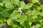 苦糖果 Lonicera fragrantissima var. lancifolia