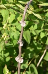 葱皮忍冬 Lonicera ferdinandii 老茎