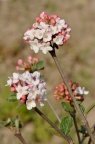 红蕾荚蒾 Viburnum carlesii