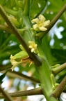 番木瓜 Carica papaya