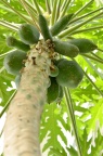番木瓜 Carica papaya