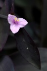 紫竹梅 Tradescantia pallida