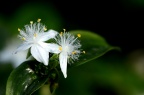 白花紫露草 Tradescantia fluminensis