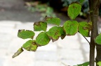 四照花 Cornus kousa subsp. chinensis 叶