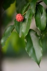 四照花 Cornus kousa subsp. chinensis