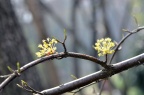 山茱萸 Cornus officinalis