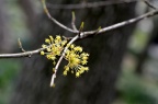 山茱萸 Cornus officinalis