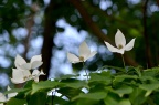 四照花 Cornus kousa subsp. chinensis