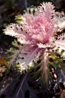 羽衣甘蓝 Brassica oleracea var. acephala