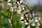 芝麻菜 Eruca vesicaria subsp. sativa