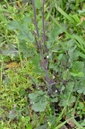 紫菜苔 Brassica rapa var. purpuraria