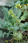 擘蓝 / 苤(piě)蓝 Brassica oleracea var. gongylodes