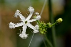 蛇瓜 Trichosanthes anguina 花