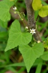 马㼎儿 / 老鼠拉冬瓜 / 马瓠儿 Zehneria japonica