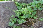 马㼎儿 / 老鼠拉冬瓜 / 马瓠儿 Zehneria japonica