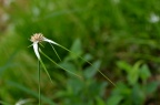 白鹭莞 / 星光草 Rhynchospora colorata