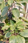牛耳枫 Daphniphyllum calycinum