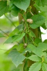 薯蓣 / 山药 Dioscorea polystachya / Dioscorea opposita，图中可见珠芽，入药称"零余子"