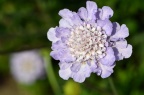 蓝盆花属 Scabiosa sp.
