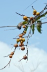 山柿 Diospyros japonica