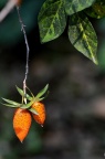 老鸦柿 Diospyros rhombifolia