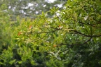 杜英 Elaeocarpus decipiens