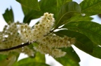 杜英 Elaeocarpus decipiens